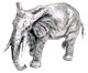 elephant   cm 14,5x9,5